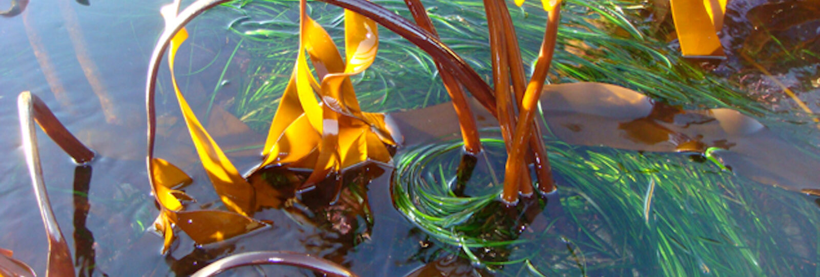 Recipes Rising Tide Sea Vegetables